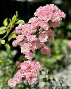 469256976_17867445015256319_8564078169741004502_n