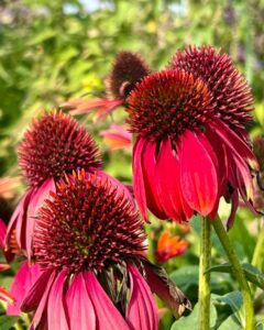 469308900_17867445906256319_1881433132169098592_n