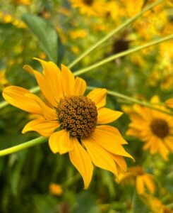 469353637_17867445132256319_523075376856444253_n