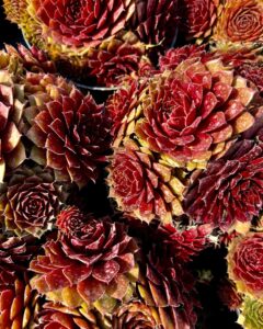 469357717_17867445681256319_3234723522896487678_n