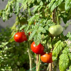 469443992_17867445162256319_6121051892901403022_n