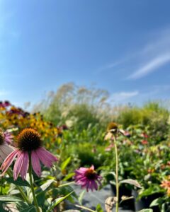 469462457_17867445843256319_3015588469666705620_n