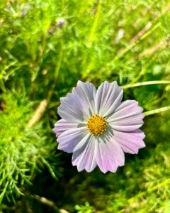 469463475_17867445018256319_5417122267163647865_n