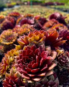 469560948_17867445642256319_1044759418720863185_n